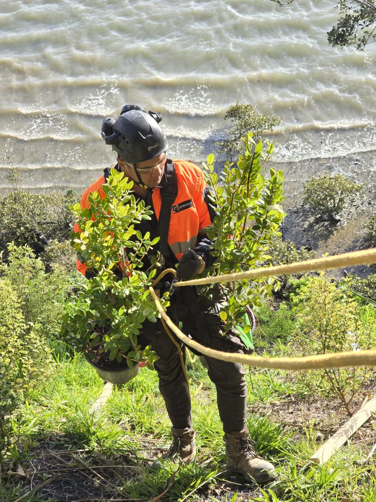 Planting on ropes
